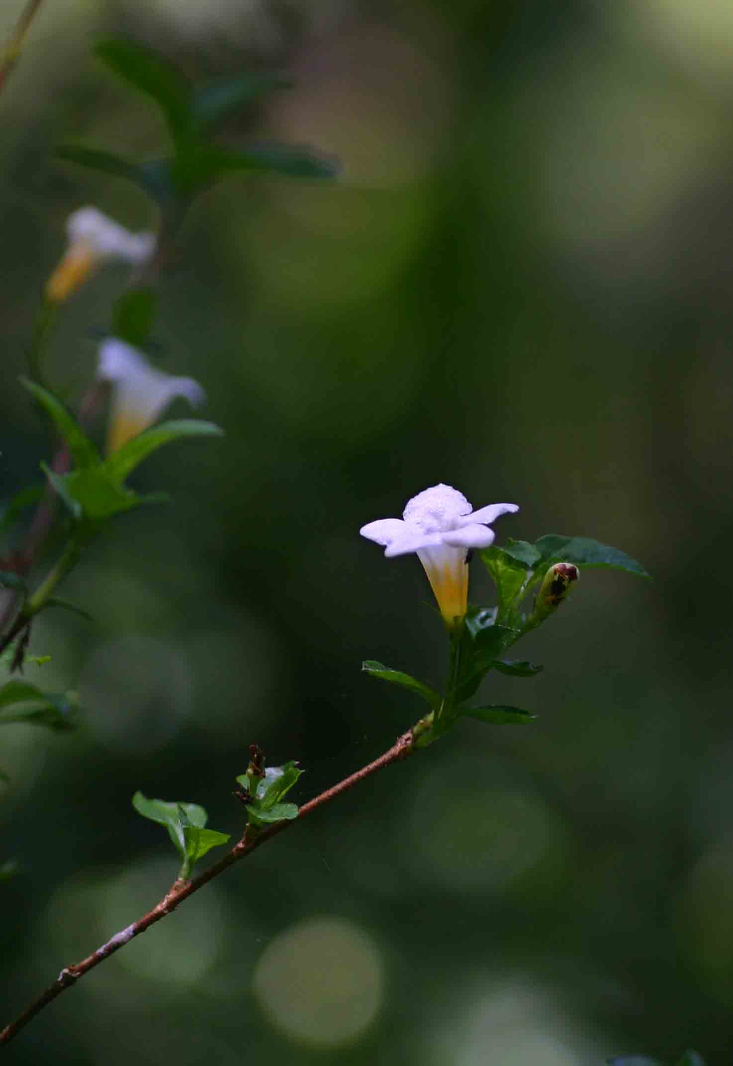 Mostuea brunonis var. brunonis