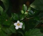 Mostuea brunonis var. brunonis