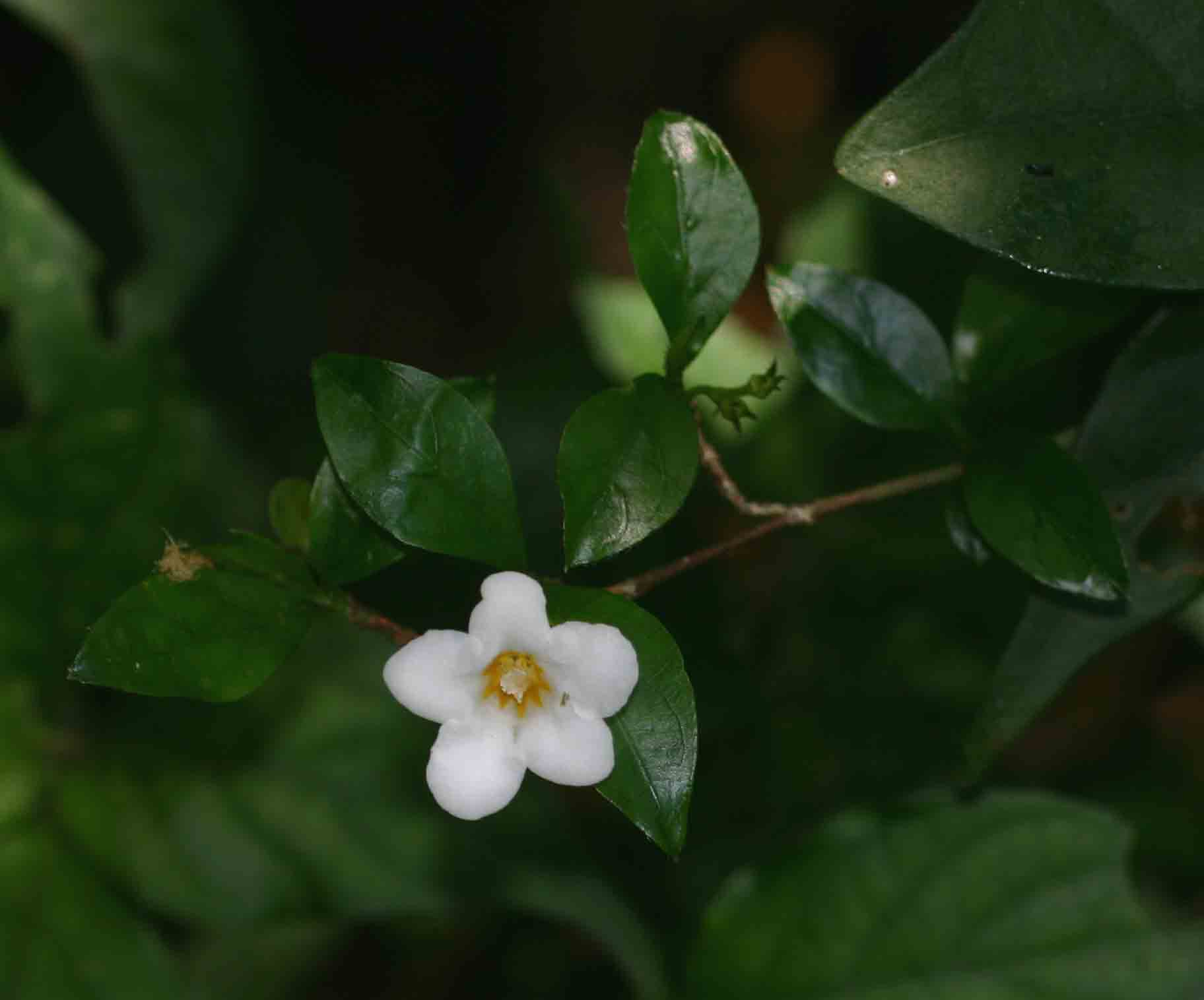Mostuea brunonis var. brunonis