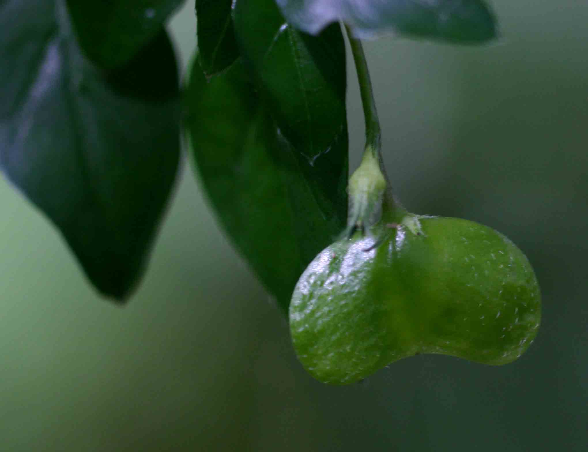Mostuea brunonis var. brunonis