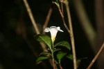 Mostuea brunonis var. brunonis