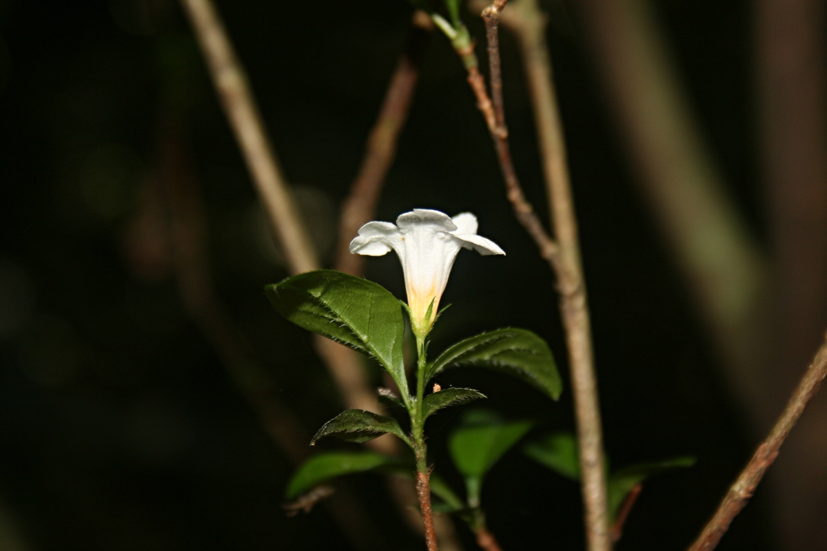 Mostuea brunonis var. brunonis