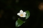 Mostuea brunonis var. brunonis