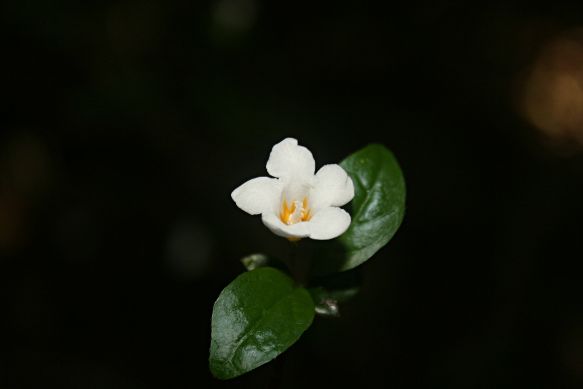 Mostuea brunonis var. brunonis