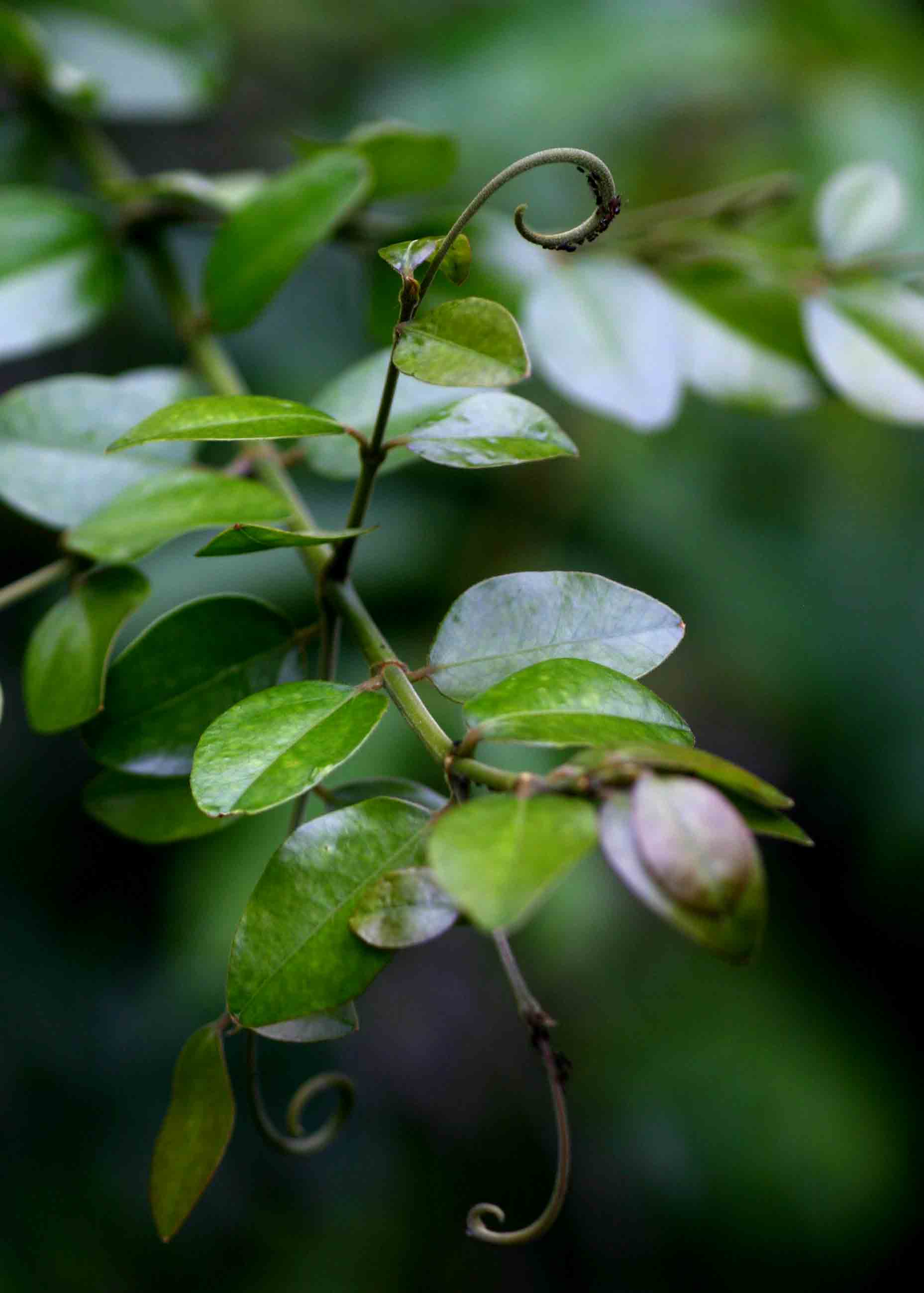 Strychnos angolensis