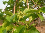 Strychnos cocculoides