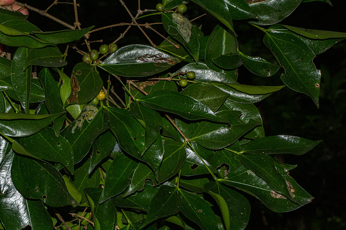 Strychnos henningsii