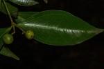 Strychnos henningsii