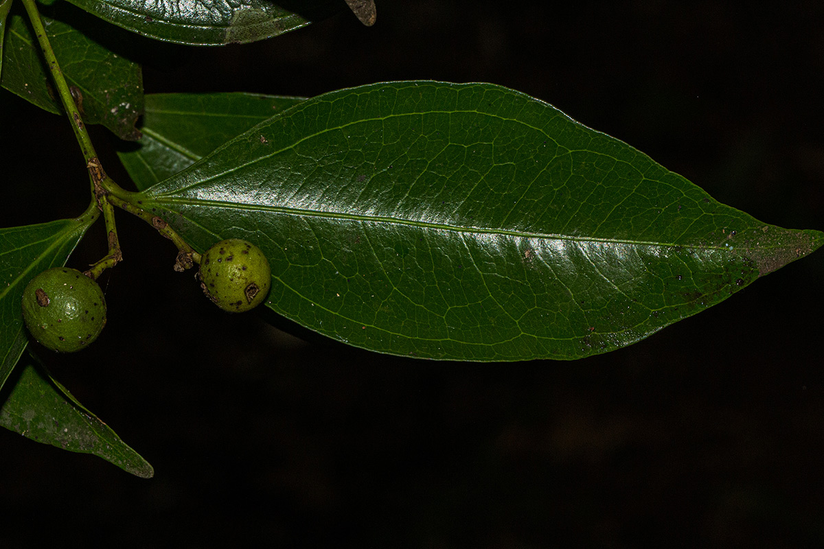 Strychnos henningsii
