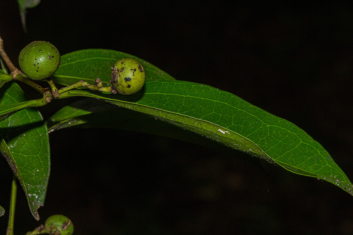 Strychnos henningsii