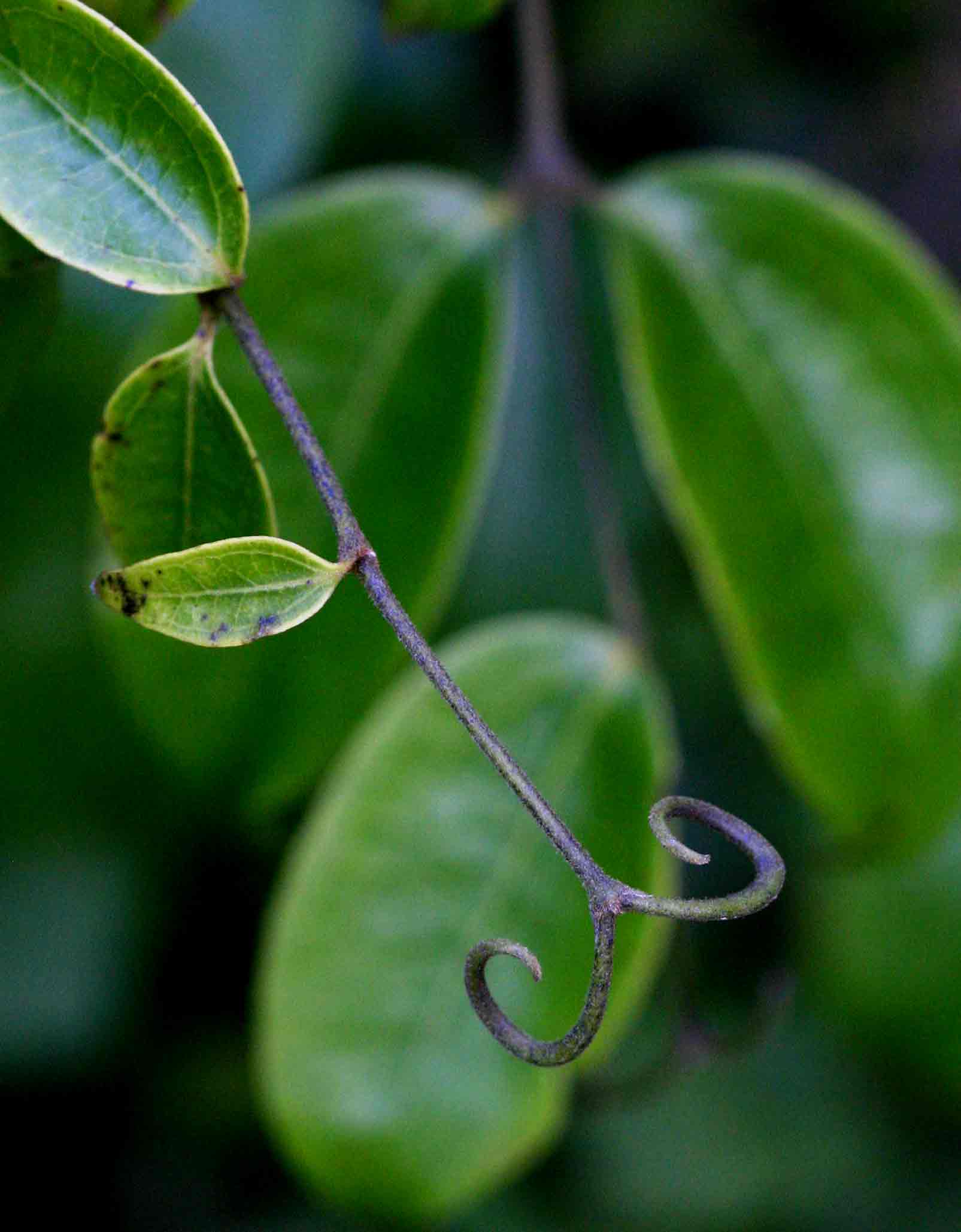 Strychnos lucens