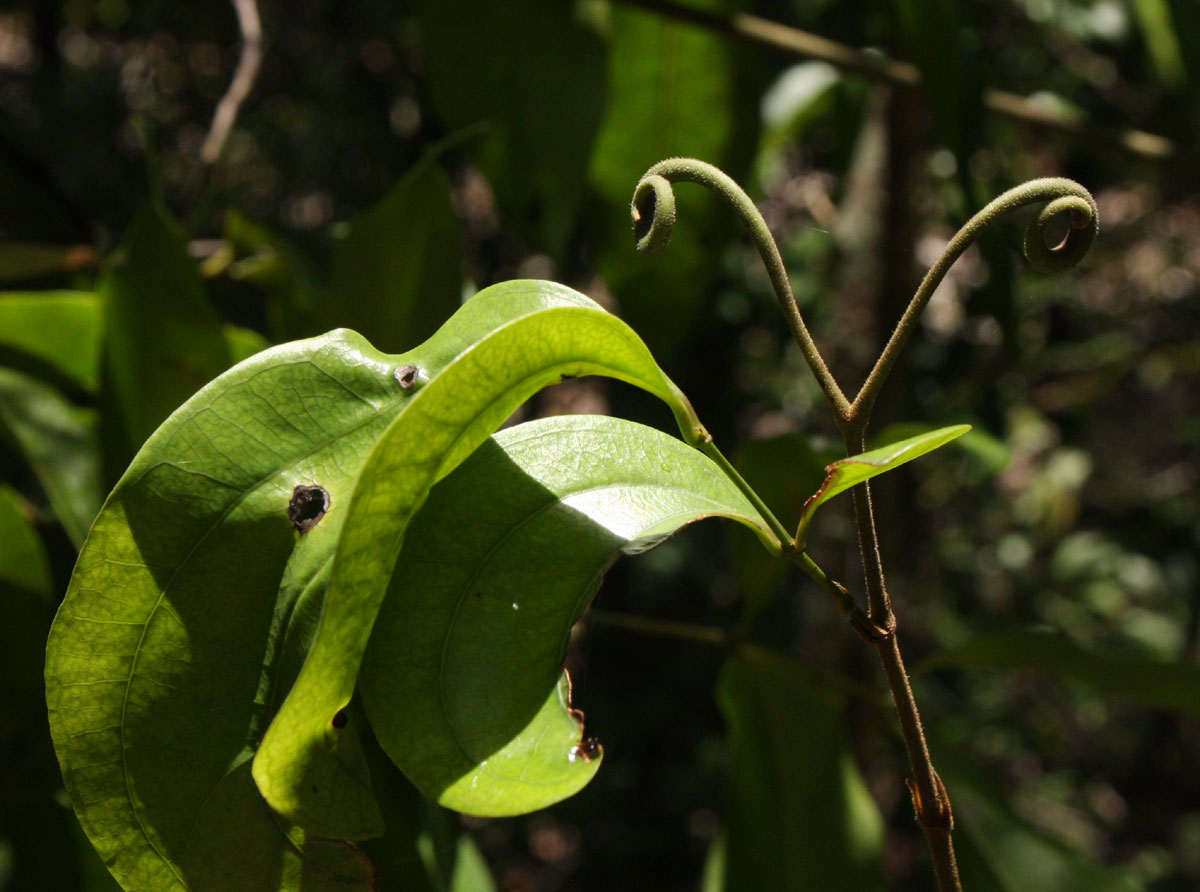 Strychnos lucens