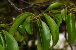 Strychnos lucens