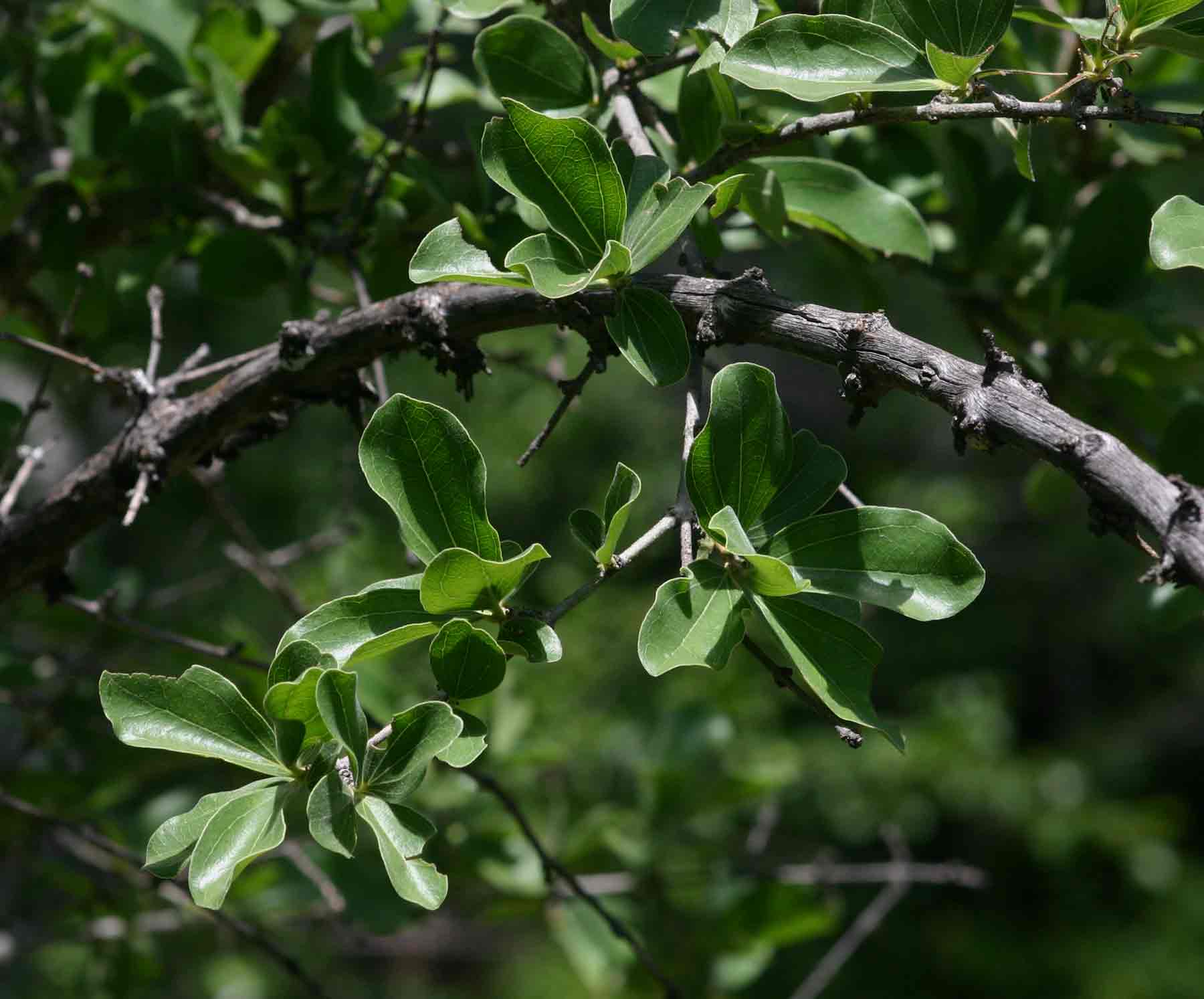 Strychnos madagascariensis