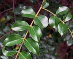 Strychnos matopensis