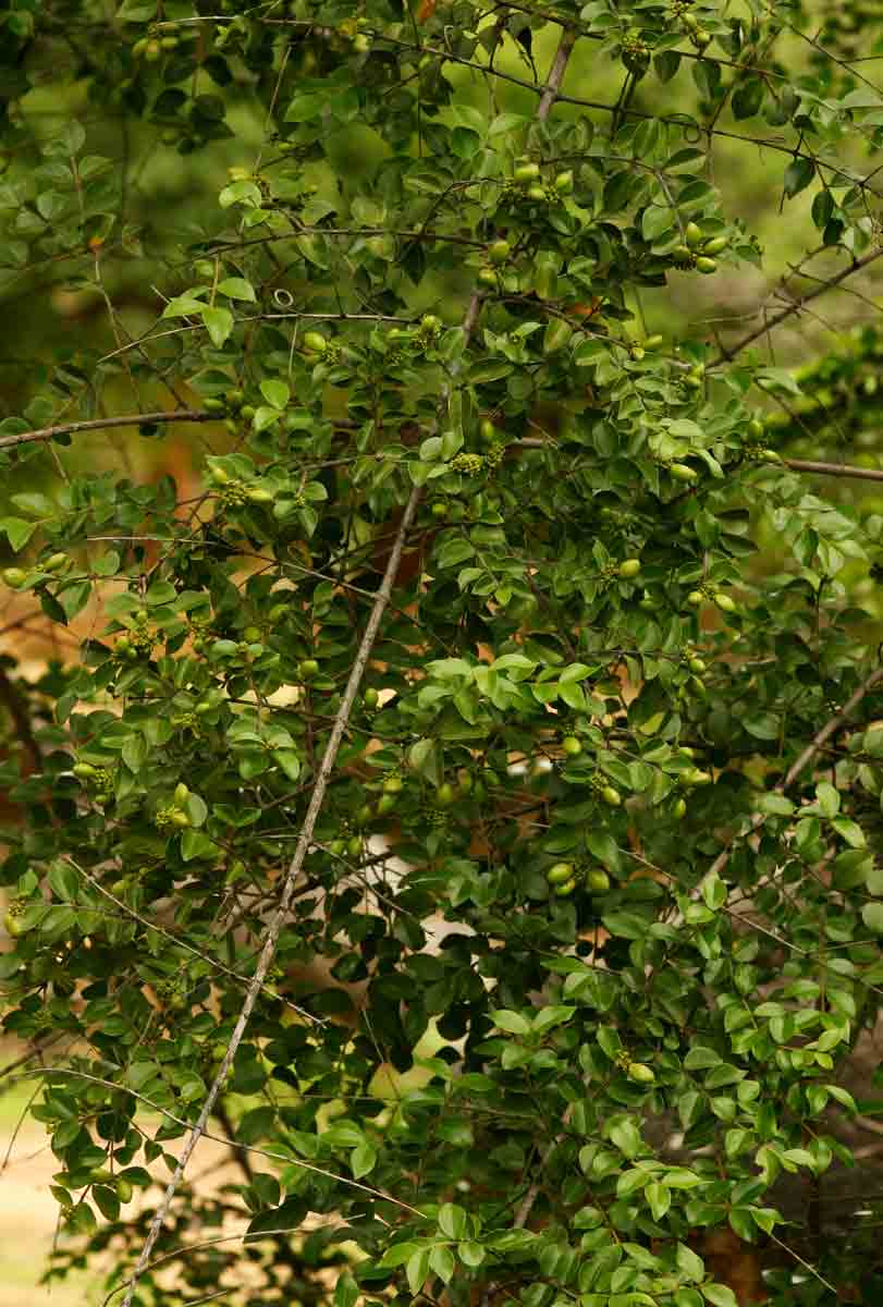 Strychnos matopensis