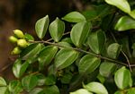 Strychnos matopensis