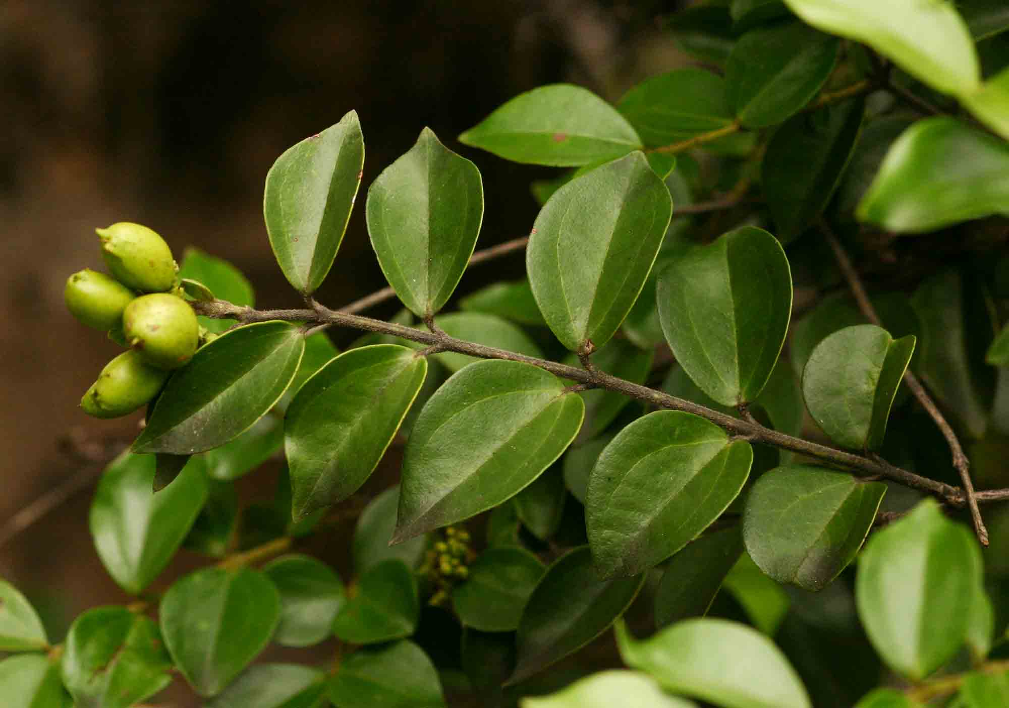 Strychnos matopensis