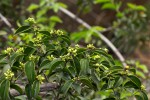 Strychnos matopensis