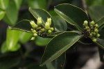 Strychnos matopensis