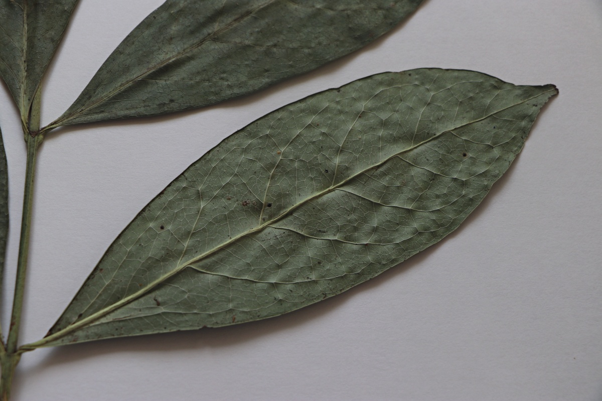 Strychnos mellodora