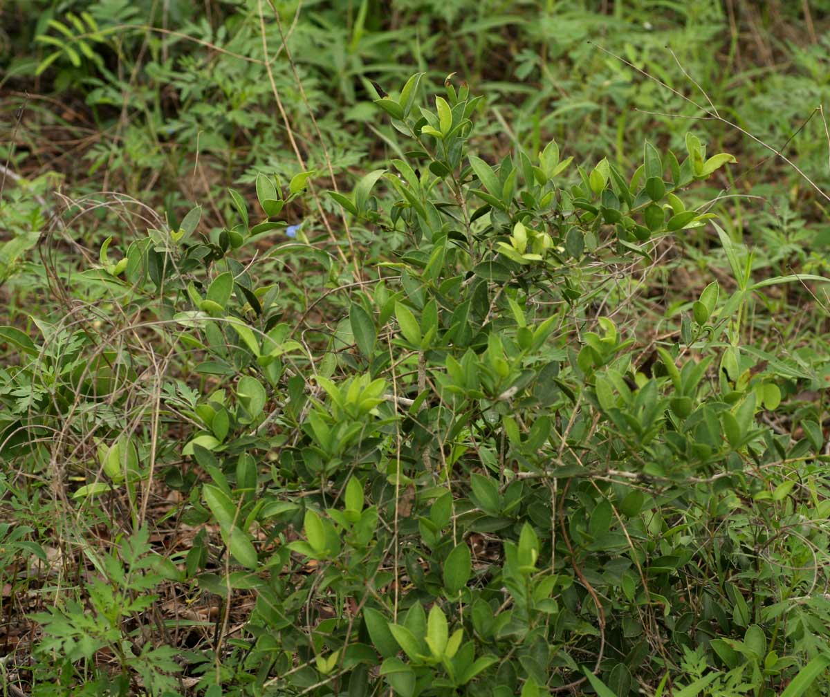 Strychnos pungens