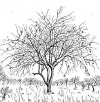 Strychnos spinosa
