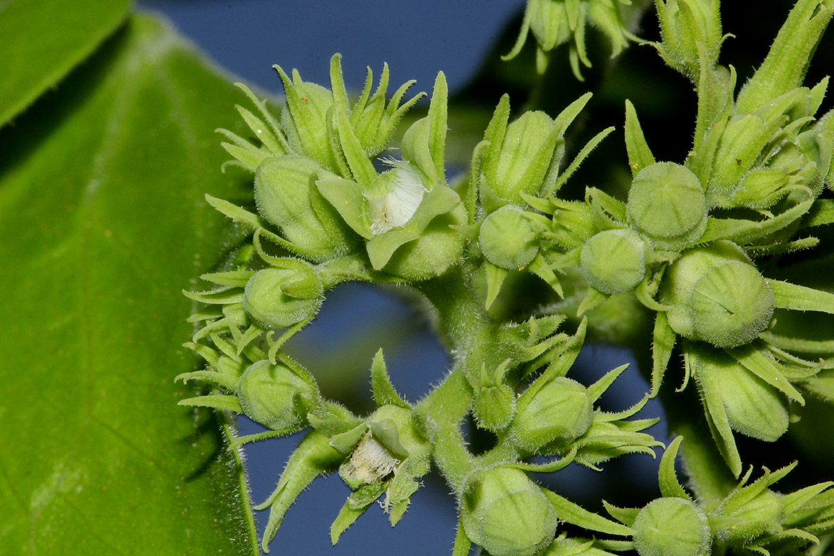 Strychnos spinosa
