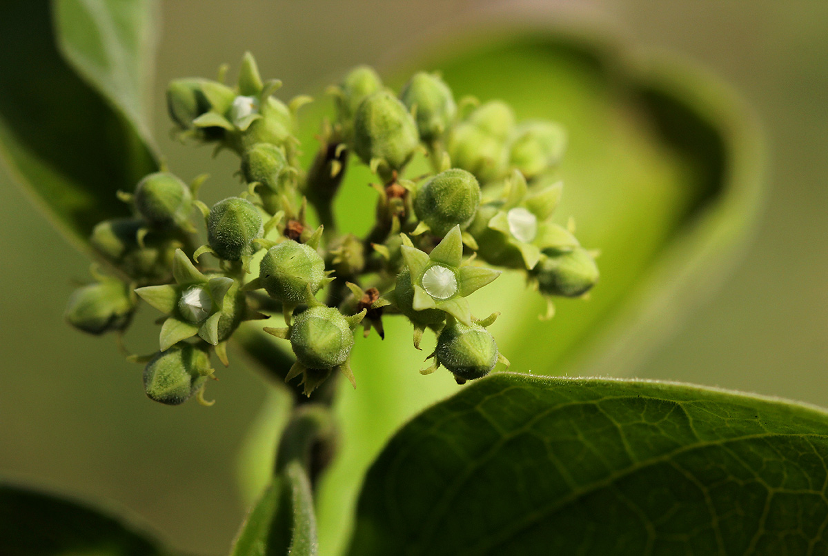 Strychnos spinosa