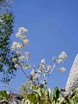 Buddleja pulchella