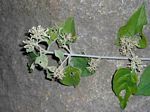 Buddleja pulchella