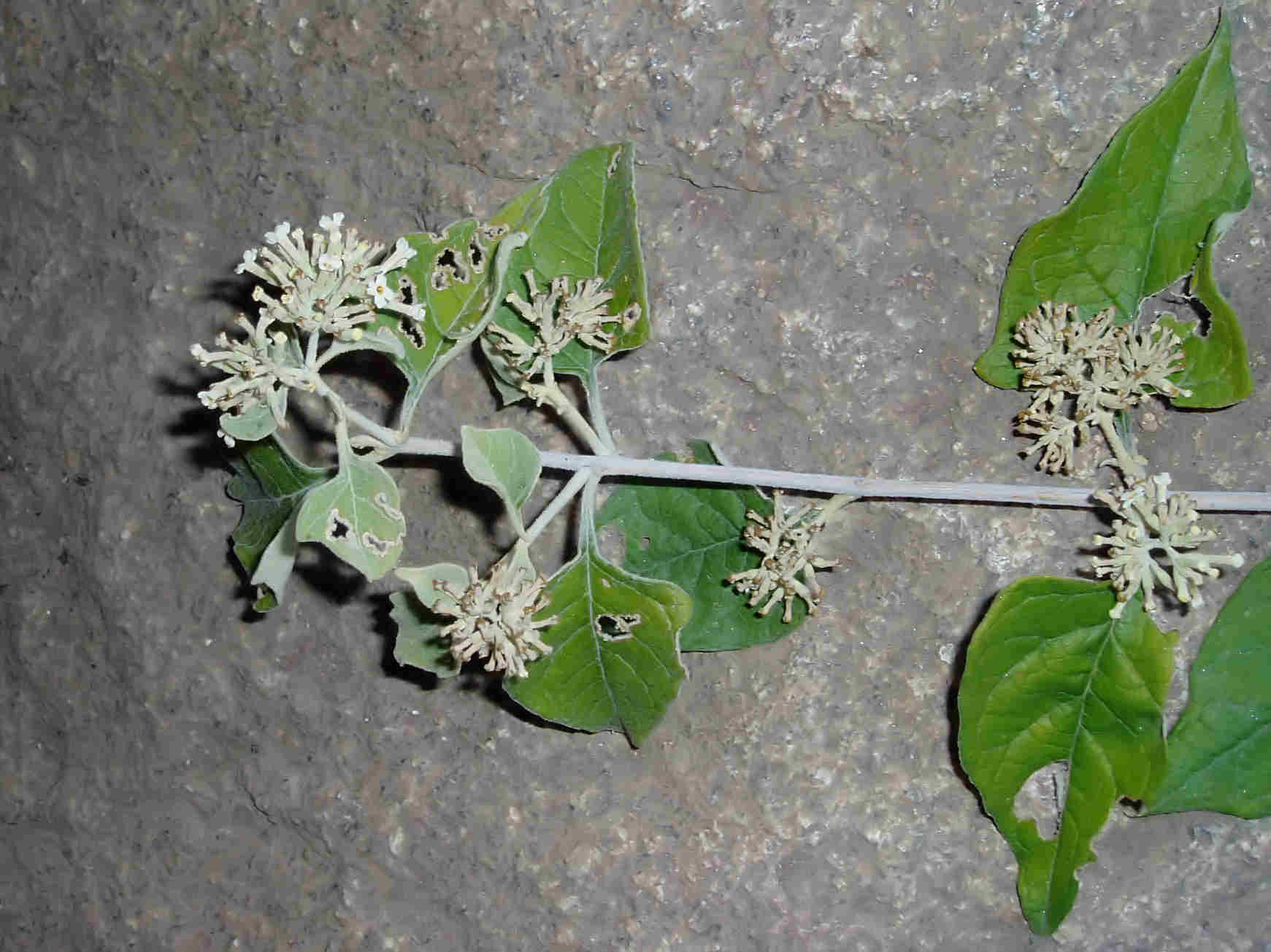 Buddleja pulchella