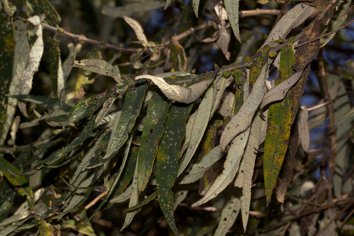 Buddleja salviifolia