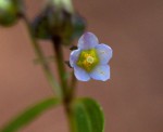 Exacum oldenlandioides