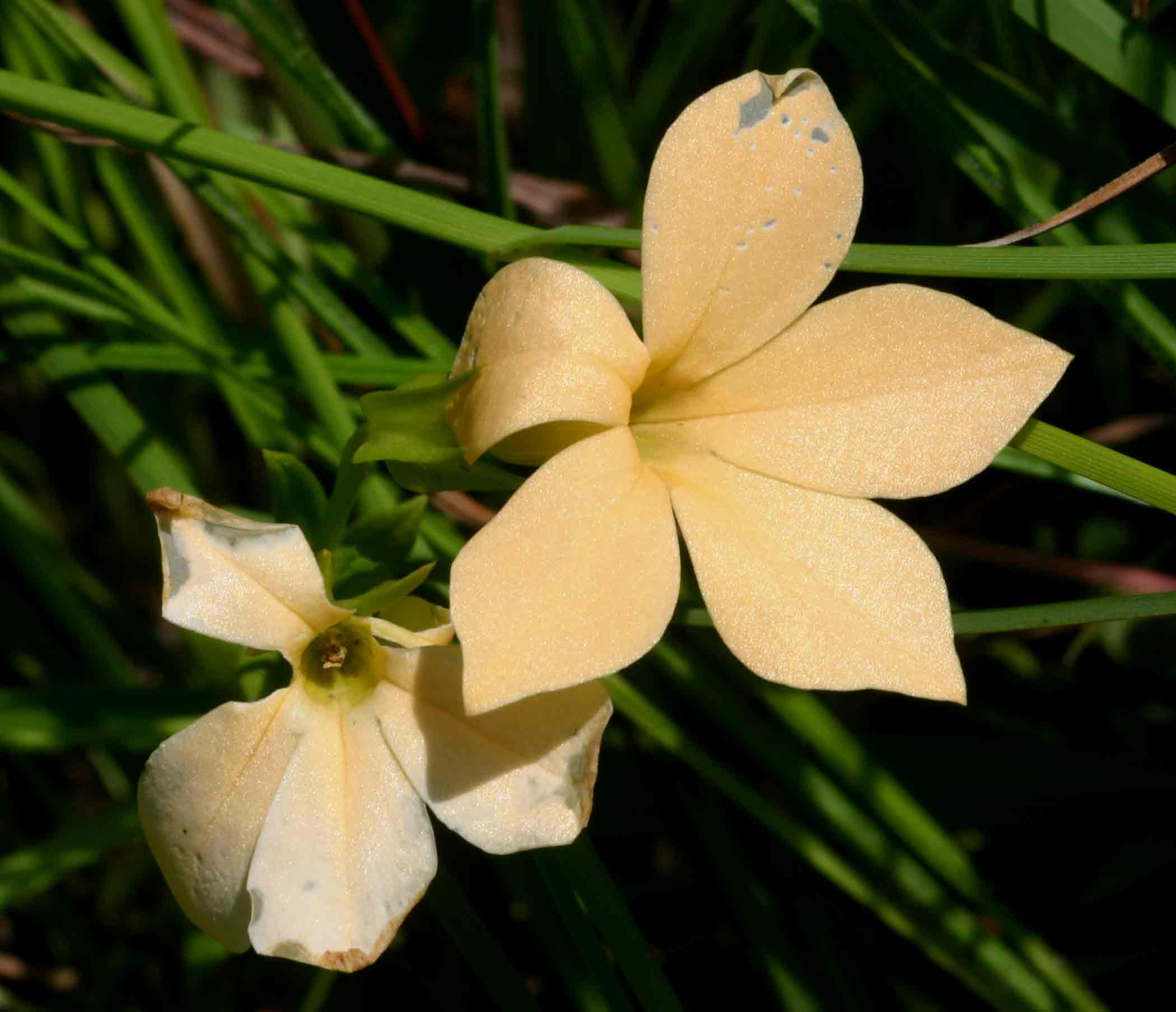 Sebaea grandis
