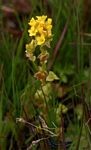 Sebaea leiostyla