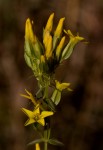 Sebaea leiostyla