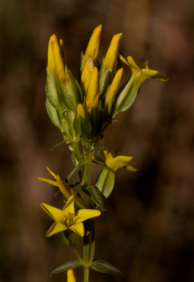 Sebaea leiostyla
