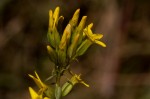 Sebaea leiostyla