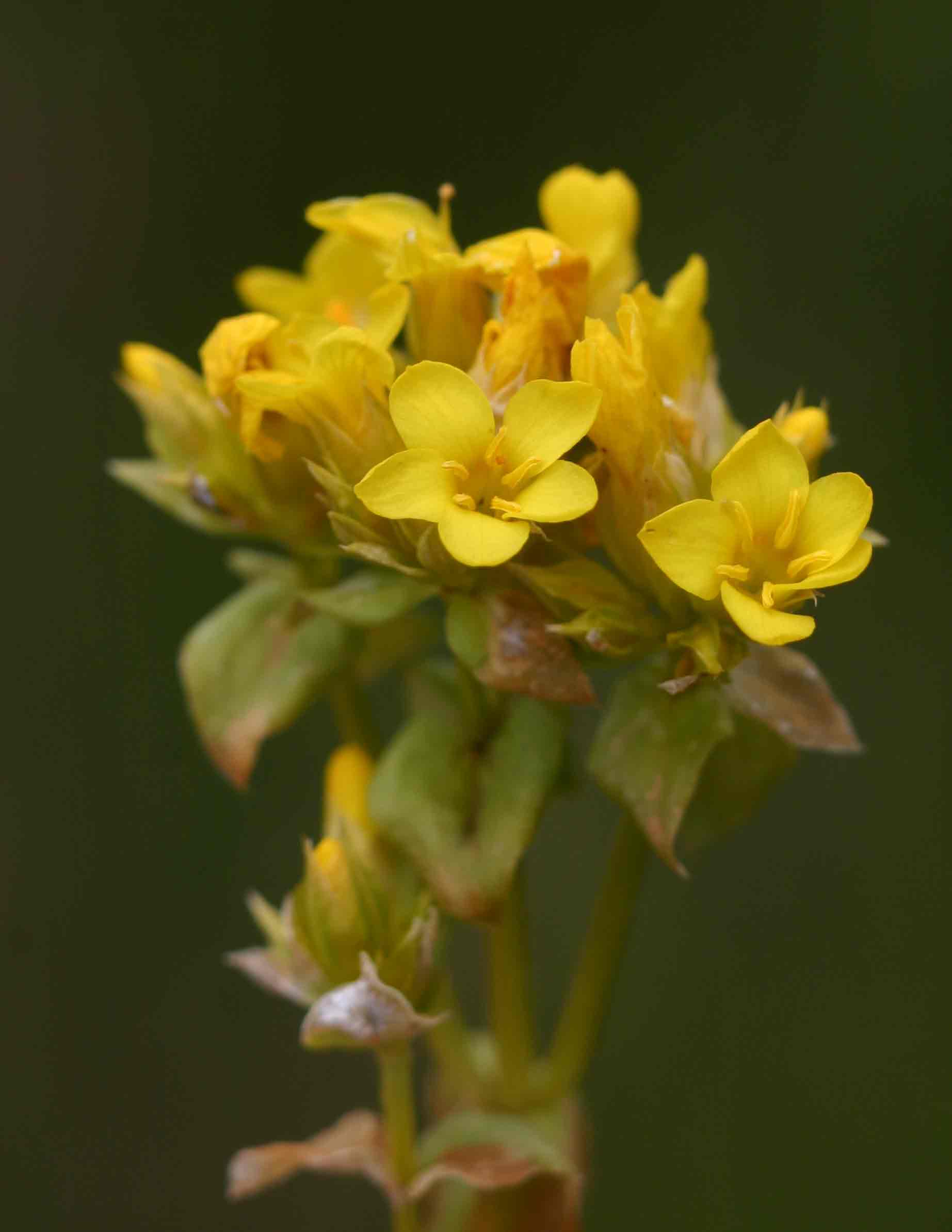 Sebaea leiostyla