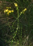 Sebaea leiostyla