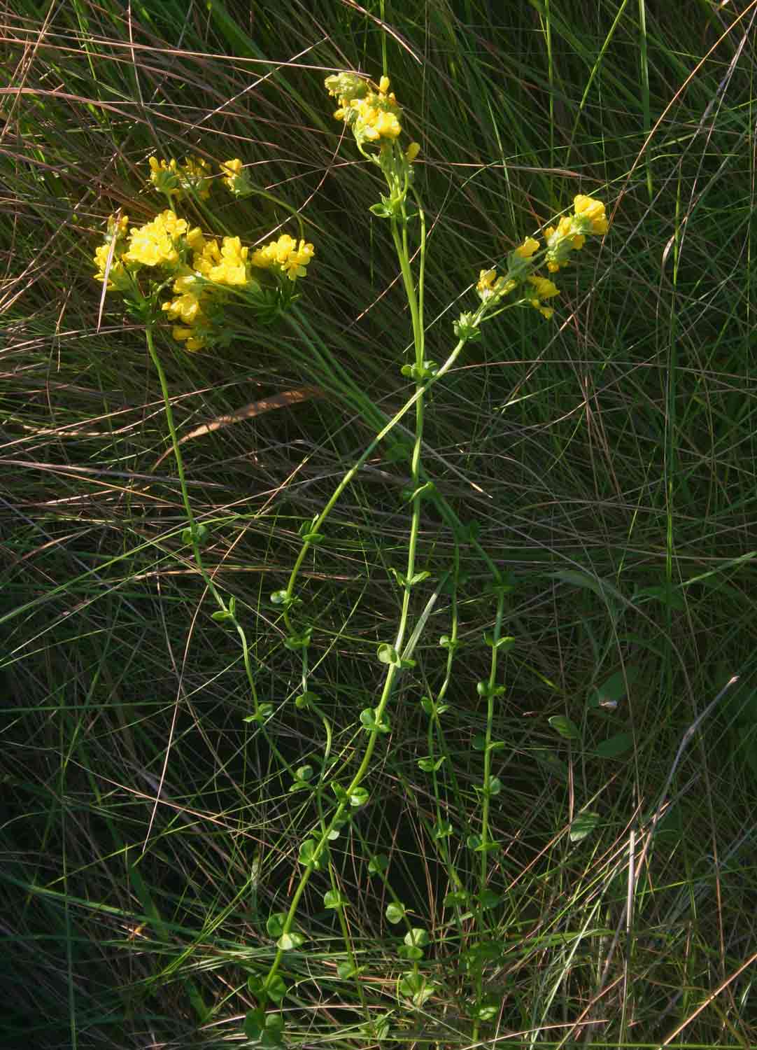 Sebaea leiostyla