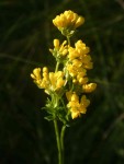 Sebaea leiostyla
