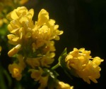 Sebaea leiostyla