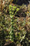 Sebaea leiostyla