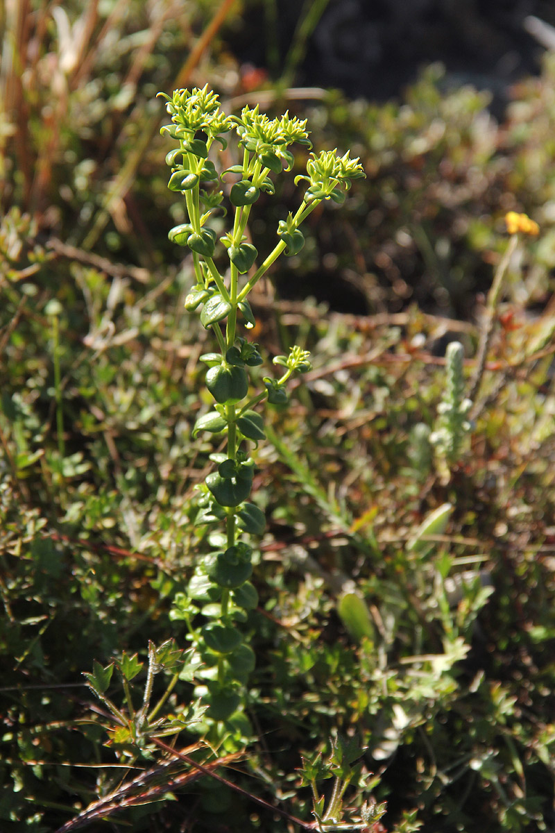 Sebaea leiostyla