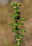 Sebaea leiostyla