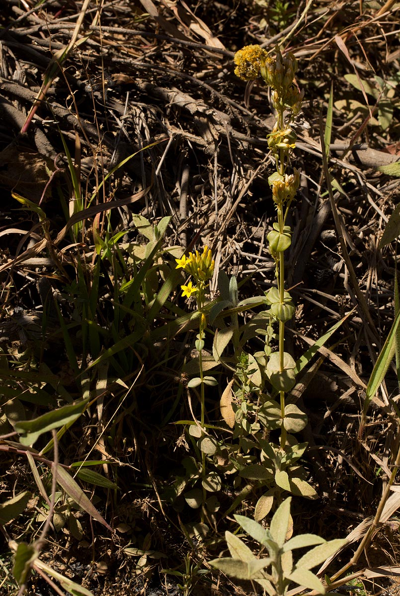 Sebaea leiostyla