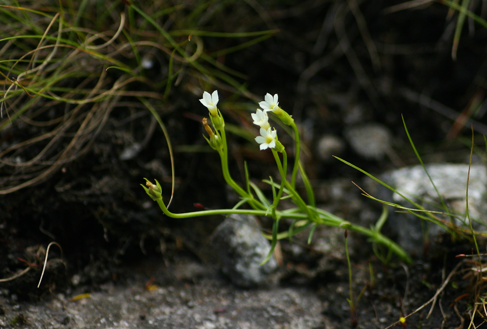 Sebaea minuta