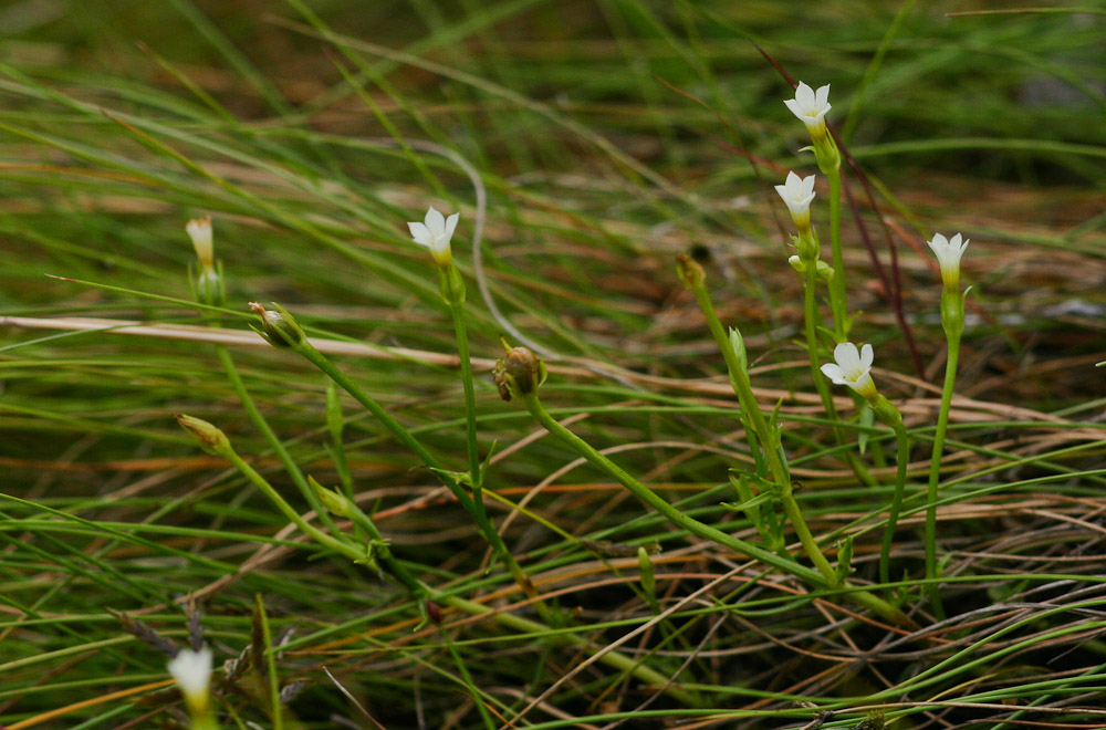 Sebaea minuta